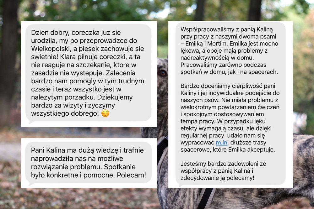Problemy z psem? Zacznijmy działać! / Behawiorysta psów Wrocław + online