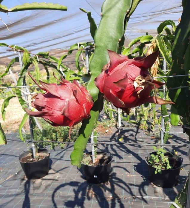 Pitaya Mudas Autopolinizavel