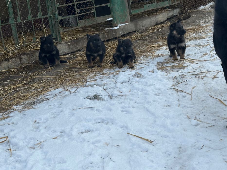 Німецька вівчарка