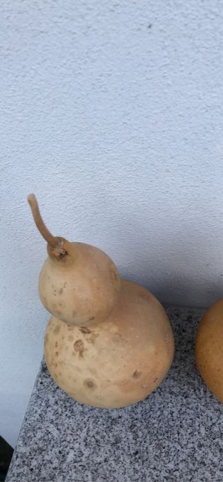 Cabaças bem velhinhas
