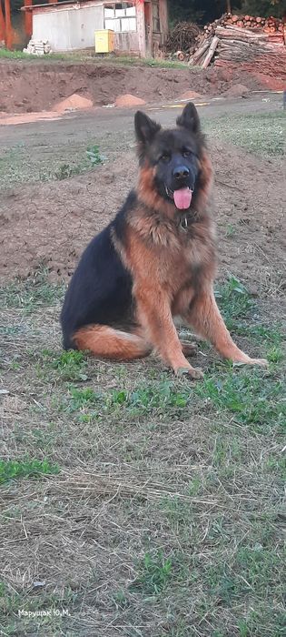 Німецька вівчарка (Кавалер для в'язки)