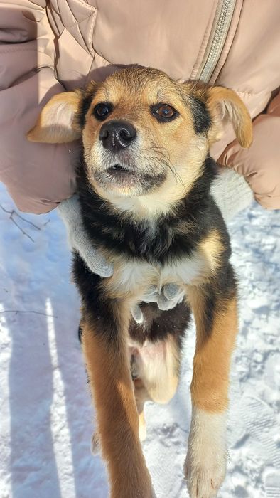 Цуценята, безкоштовно