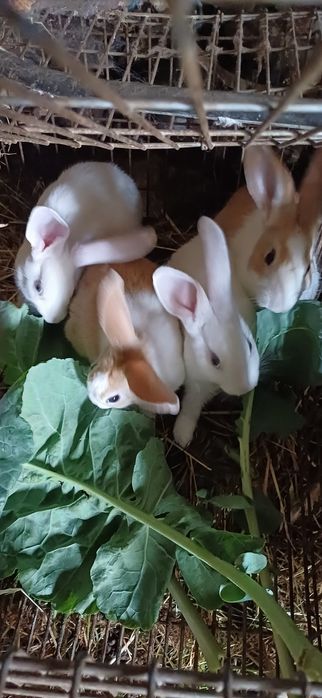 Coelhos de criação