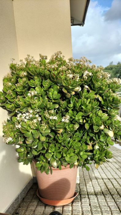 Planta de Jade em vaso