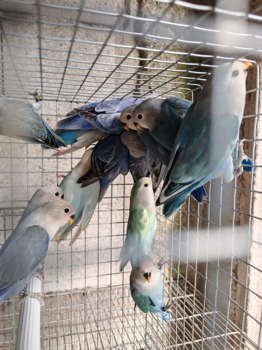 Agapornis Roseicollis