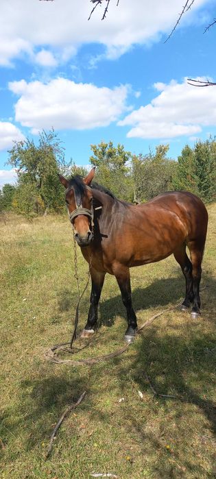 Кобила Кінь Коні