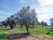 Azeite puro e tradicional