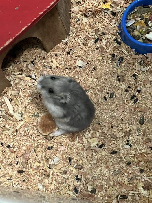 Отдам в хорошие руки бесплатно