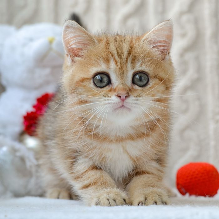 Шикарний котик золотий мармур