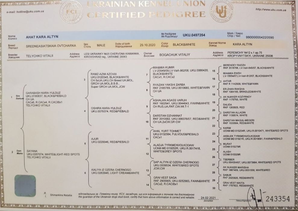 В'язка середньоазіатська вівчарка САО
