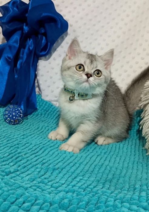 Котенок : Милый котошиншилленок .