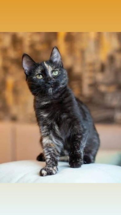 Даруємо британську , рідкого черепахового окрасу кішечку.