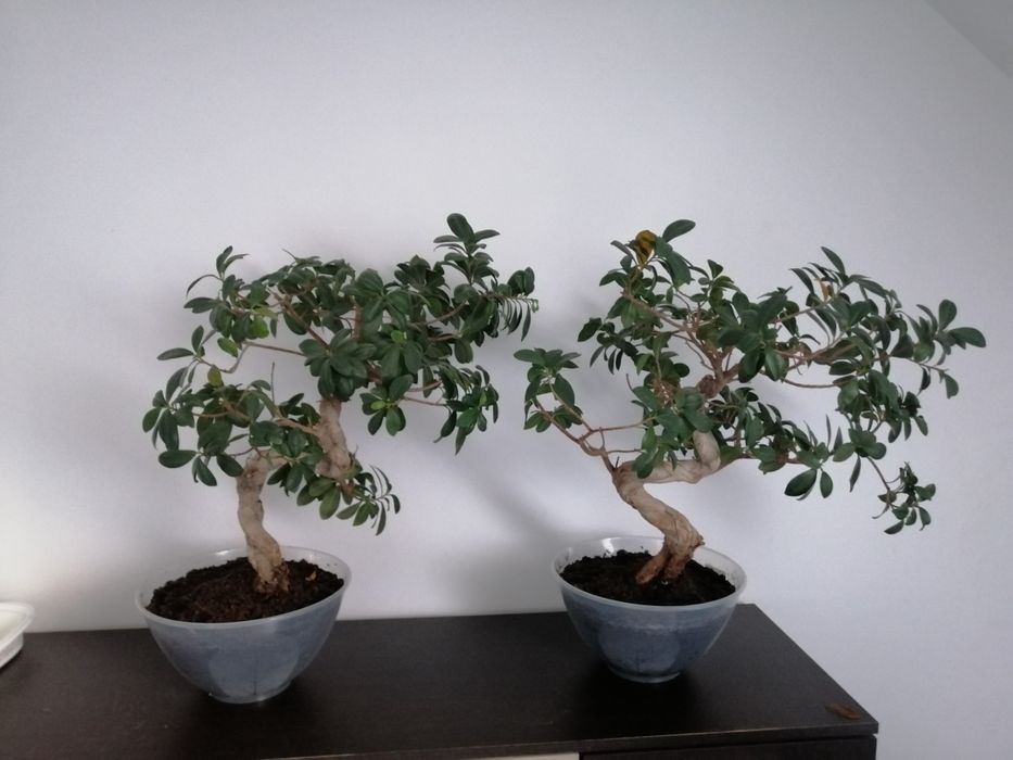Ficus fikus Bonsai dwie sztuki