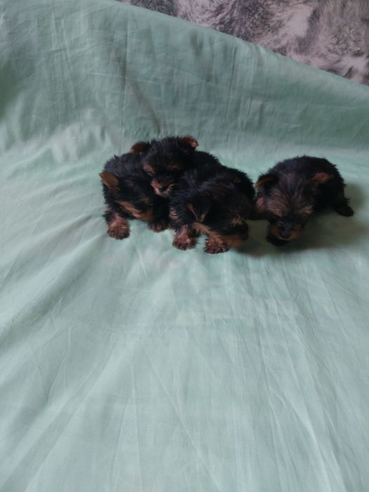 Гарантированно мини йоркширского терьера !