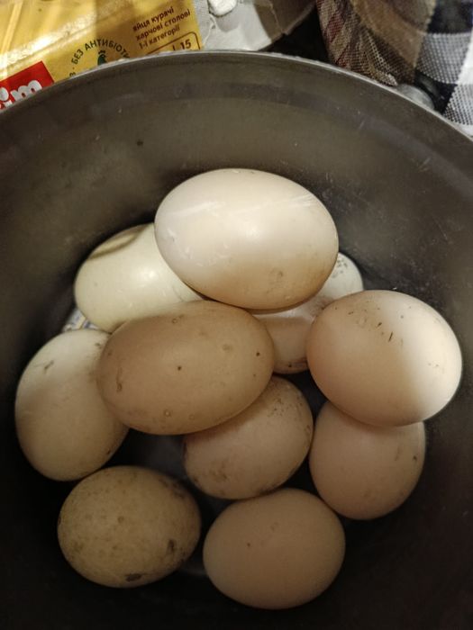 Продам інкубаційні качачі яйця