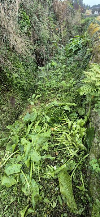 Limpeza de mato e erva