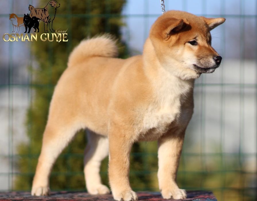 Видатна дівчинка шиба іну сіба іну 3 місяці