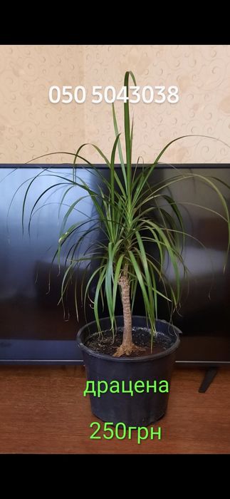 Шефлера,драцена,сингоніум,драцени різні