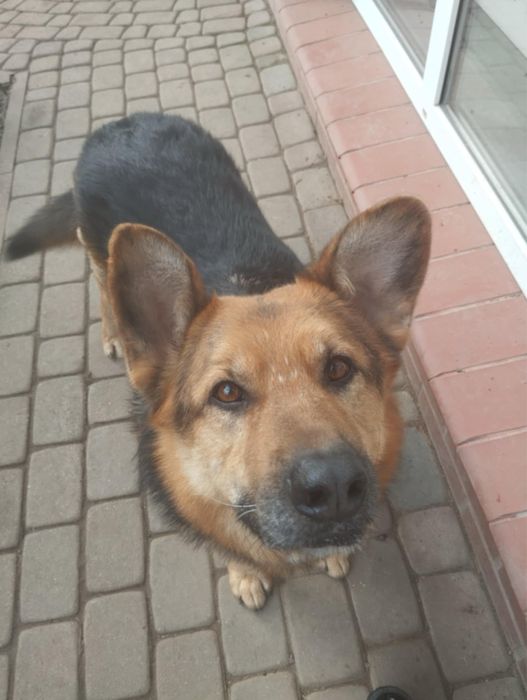 Uroczy Iwo szuka domku