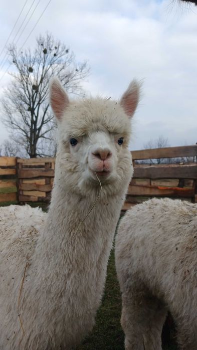 Сільськогосподарські копитні тварини