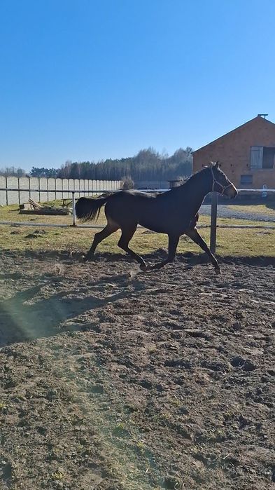 Wałach po Alan/Tjungske