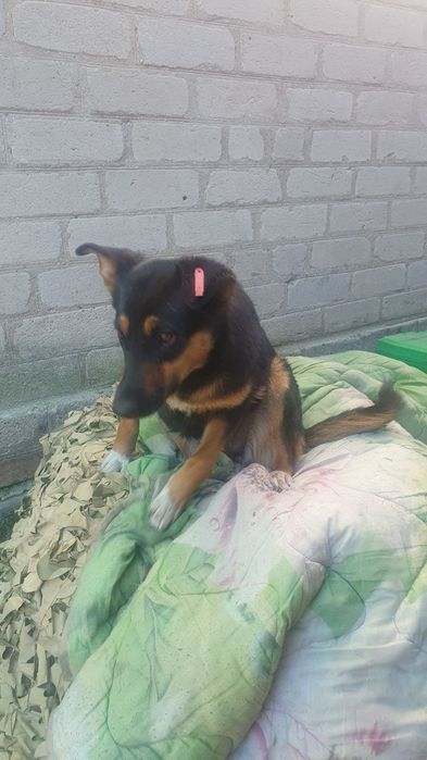 Дівчинка шукає дім