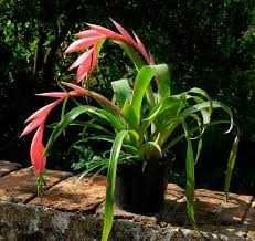 Більбергія.                 .