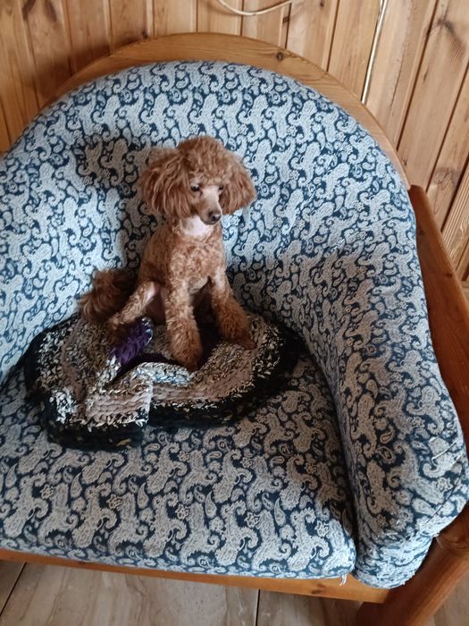 Хлопчик той Пудель