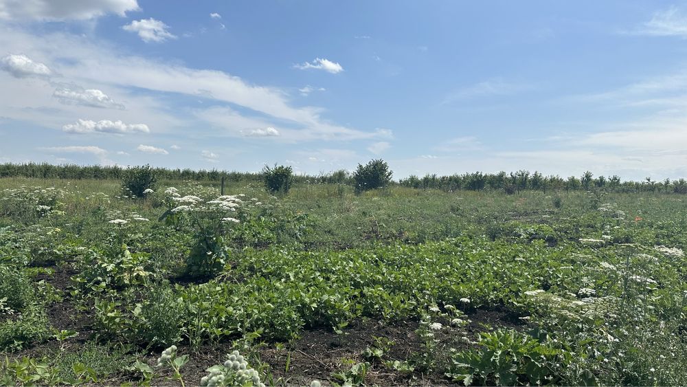 Продаж земельноі ділянки с. Підлужжя