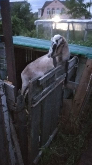 Продам козу, козла