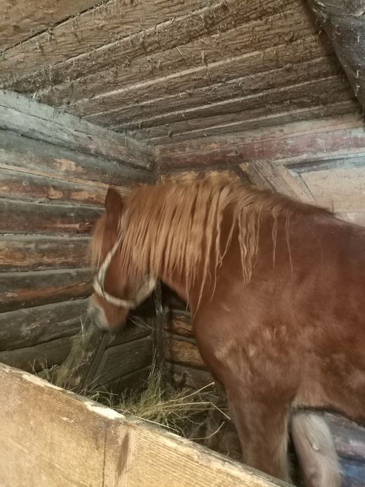 Продам 7 річного,кастрованого Коня.