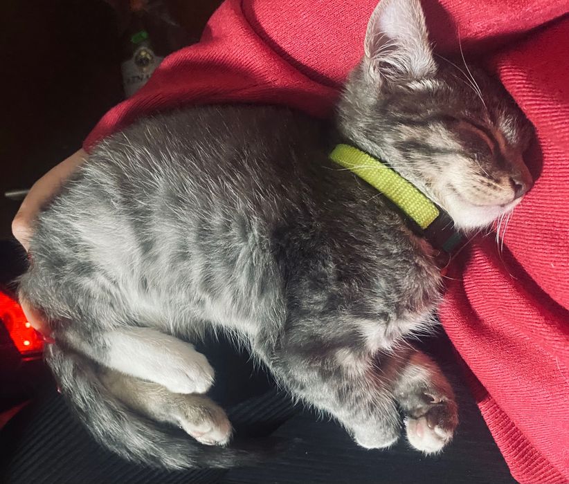 Кошенятко,шукає люблячу сім‘ю