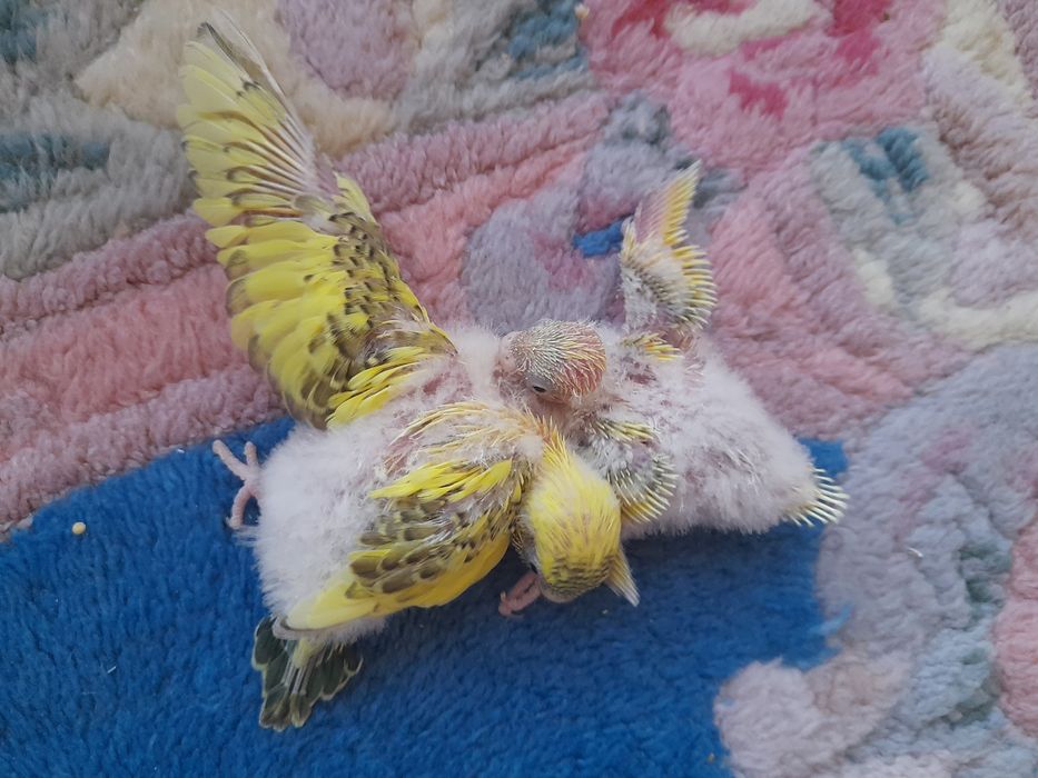 Periquitos australianos para acabar de criar