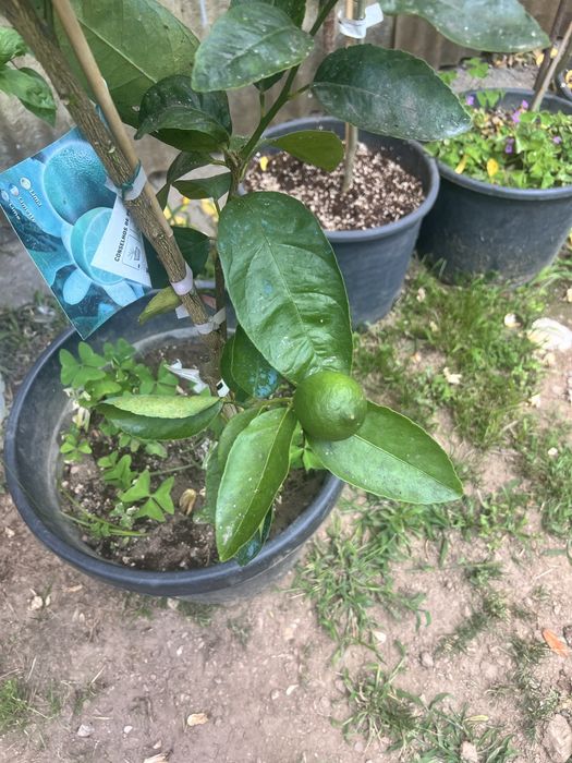 lima arvore de fruta