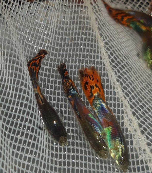 Gupik odmiana RED MOSAIC TAIL - Poecilia reticulata - dowóz