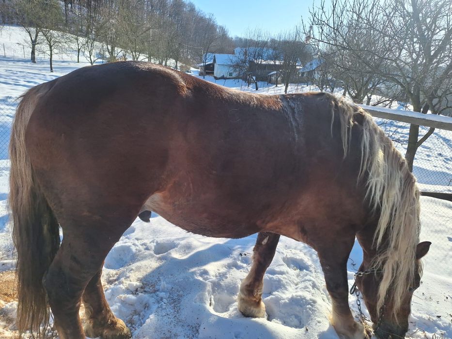 Кінь,спокійний жеребець 7 років