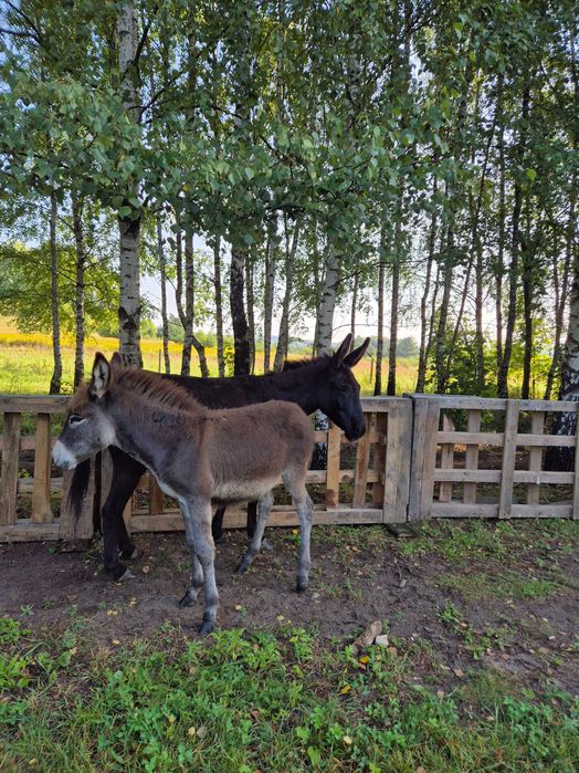 Sprzedam osiołka, paszport, 9 miesięcy