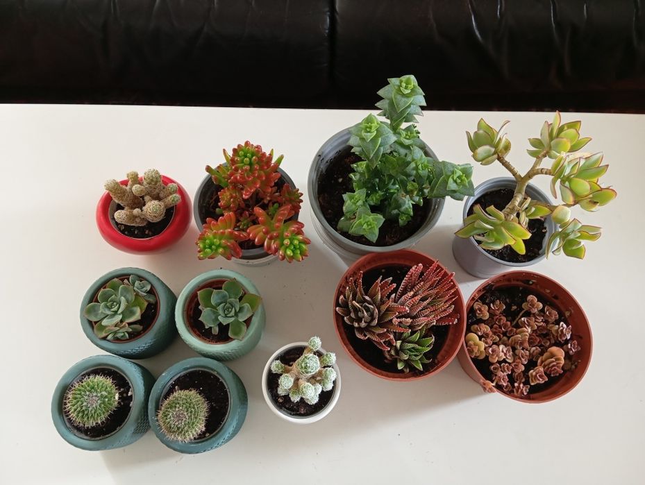 Plantas naturais 4 e 5 euros
