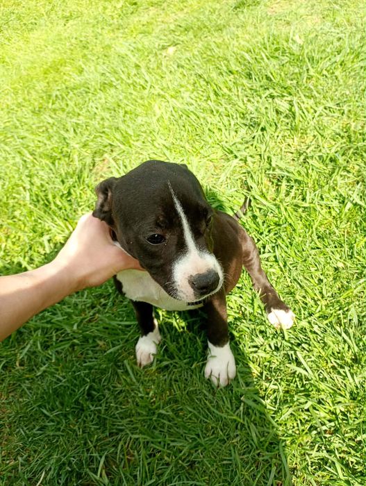 Pies Amstaff piekny szczeniak
