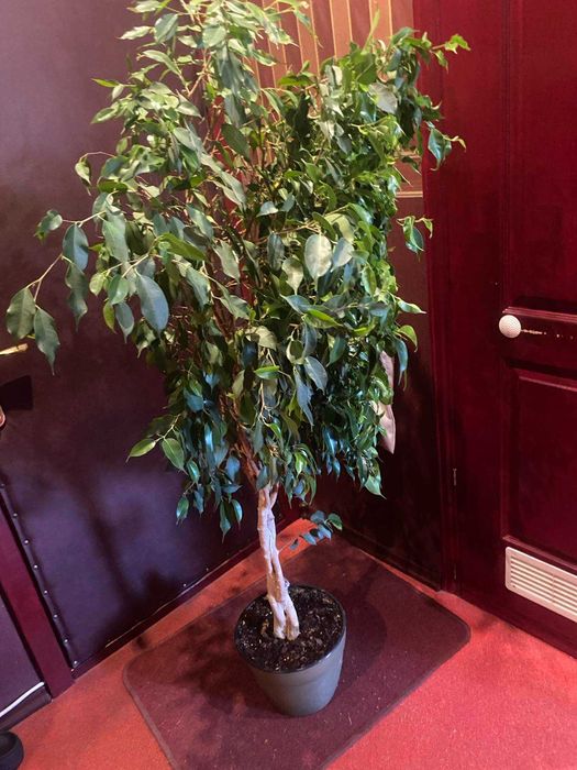 Фікус Бенджаміна