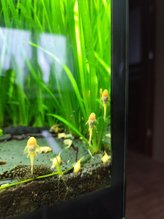 Zbrojniki niebieskie czarne i albinosy