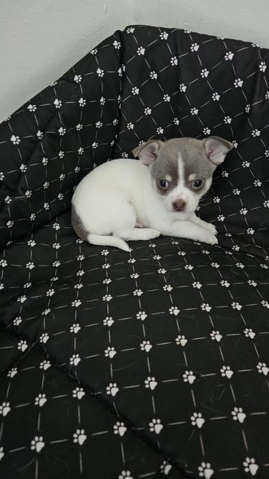 Piękny piesek Chihuahua