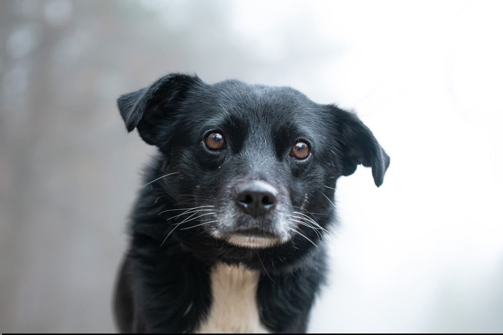 Love - milutki psiak o łagodnych oczkach