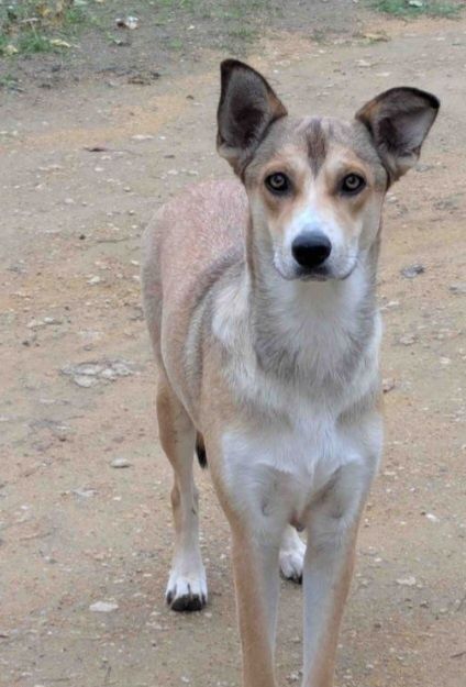 Отдам даром в добрые руки щенков