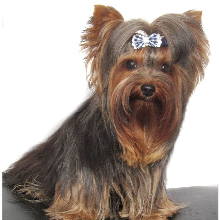 Молодой мини ЙОРК ищет невесту