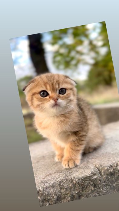 Милі Scottish Fold кошенята золота шиншила
