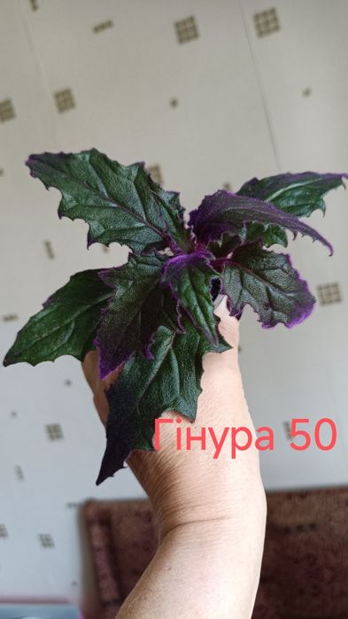 Продам комнатные цветы