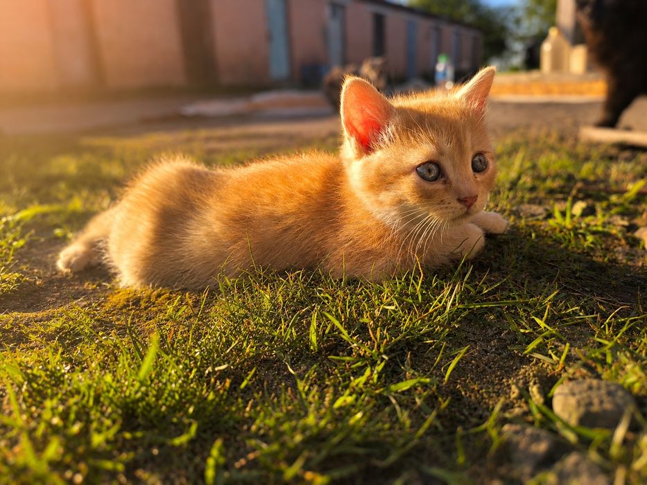 Кошеня безкоштовно в добрі руки