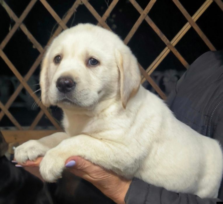 Белая Мишка и Черный Лабрадоры щенки на подарок взрослым и детям