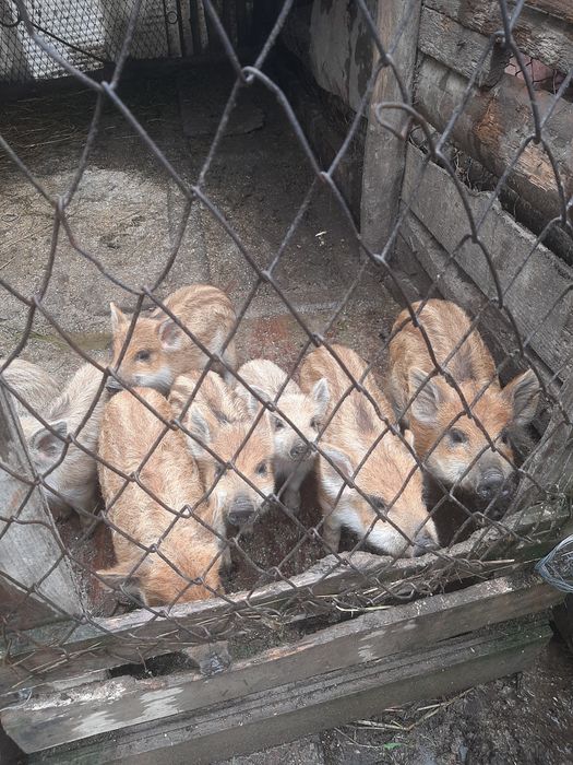 Продам Поросята мангал.